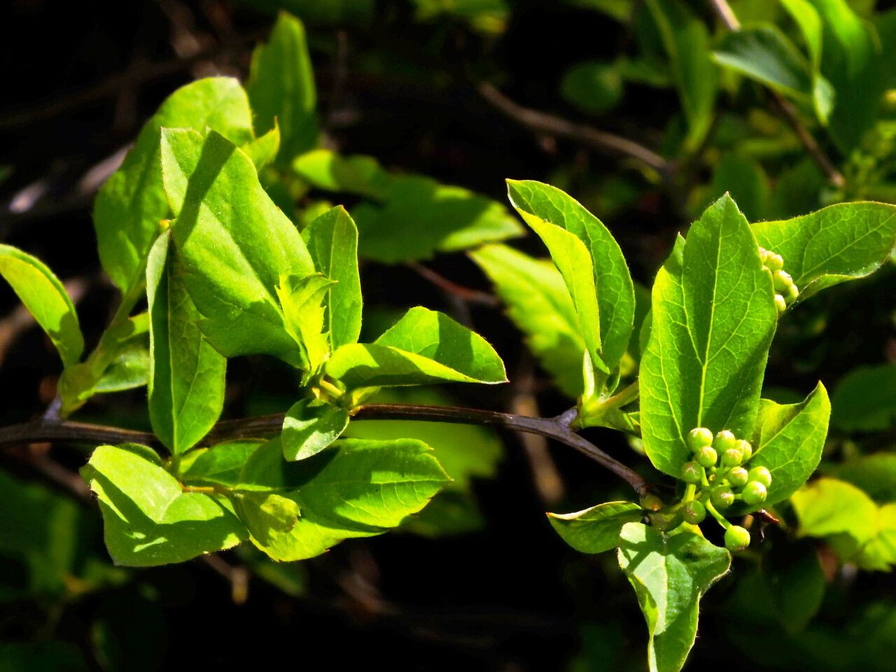 Deutzia parviflora