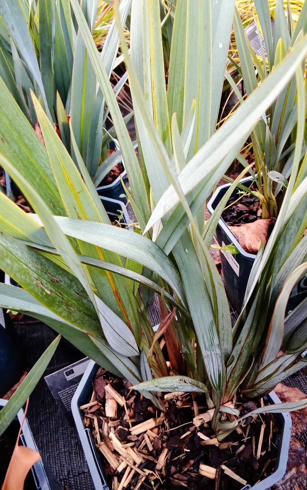 Dianella revoluta