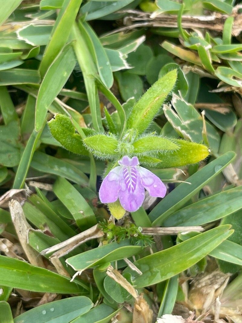 Dianthera laevilinguis