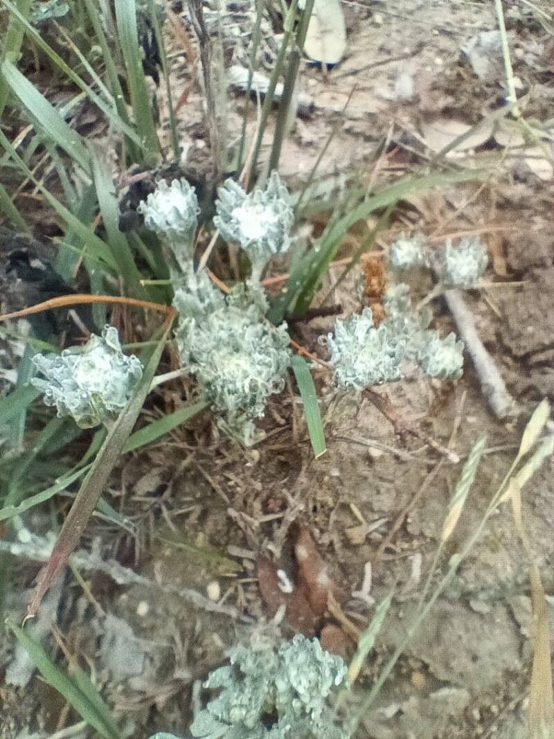 Diaperia verna