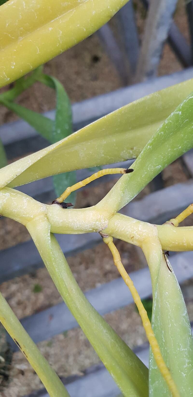 Diaphananthe ichneumonea