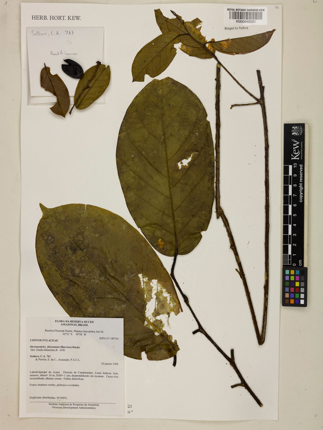 Dicranostyles falconiana