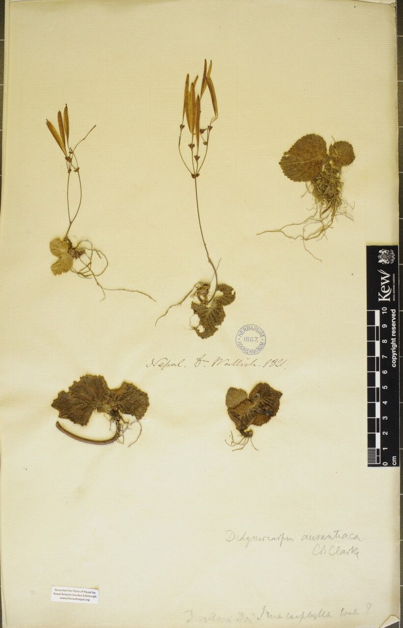 Didymocarpus aurantiacus