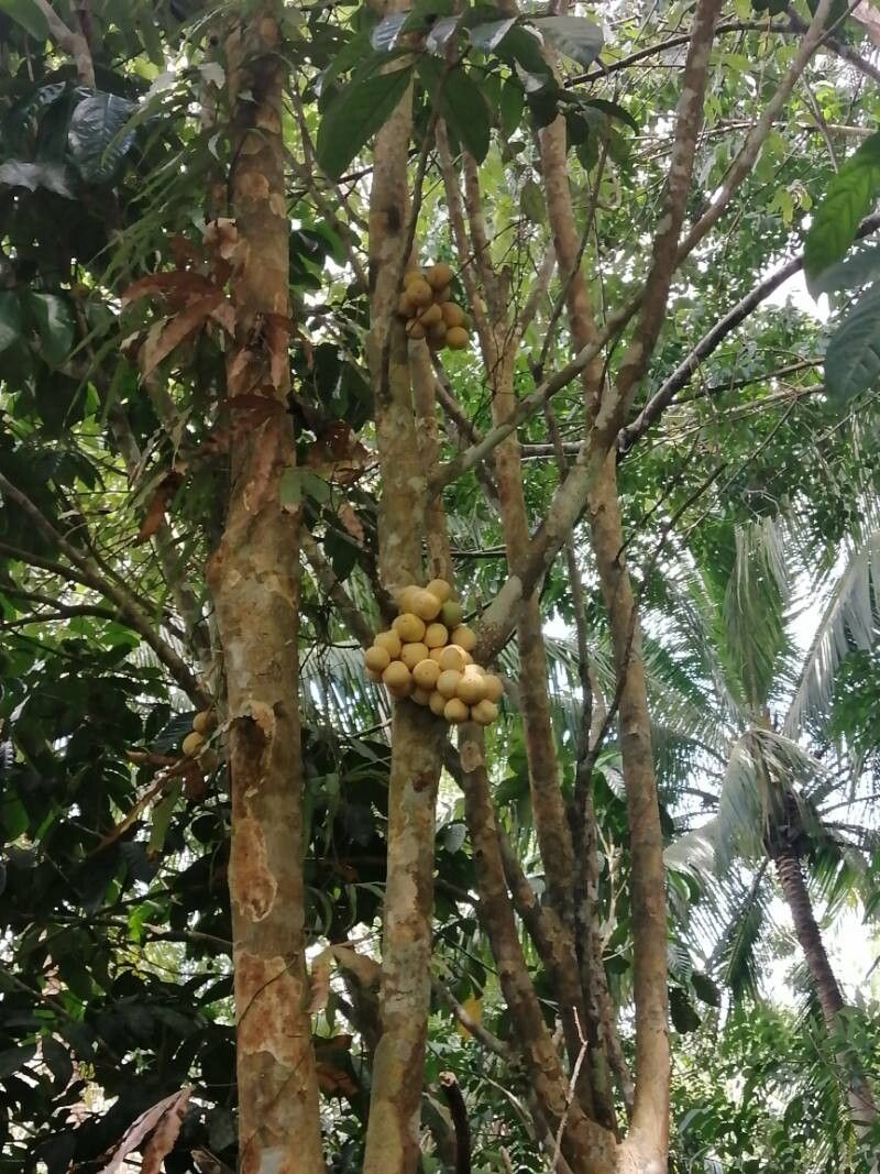 Didymocheton macranthus