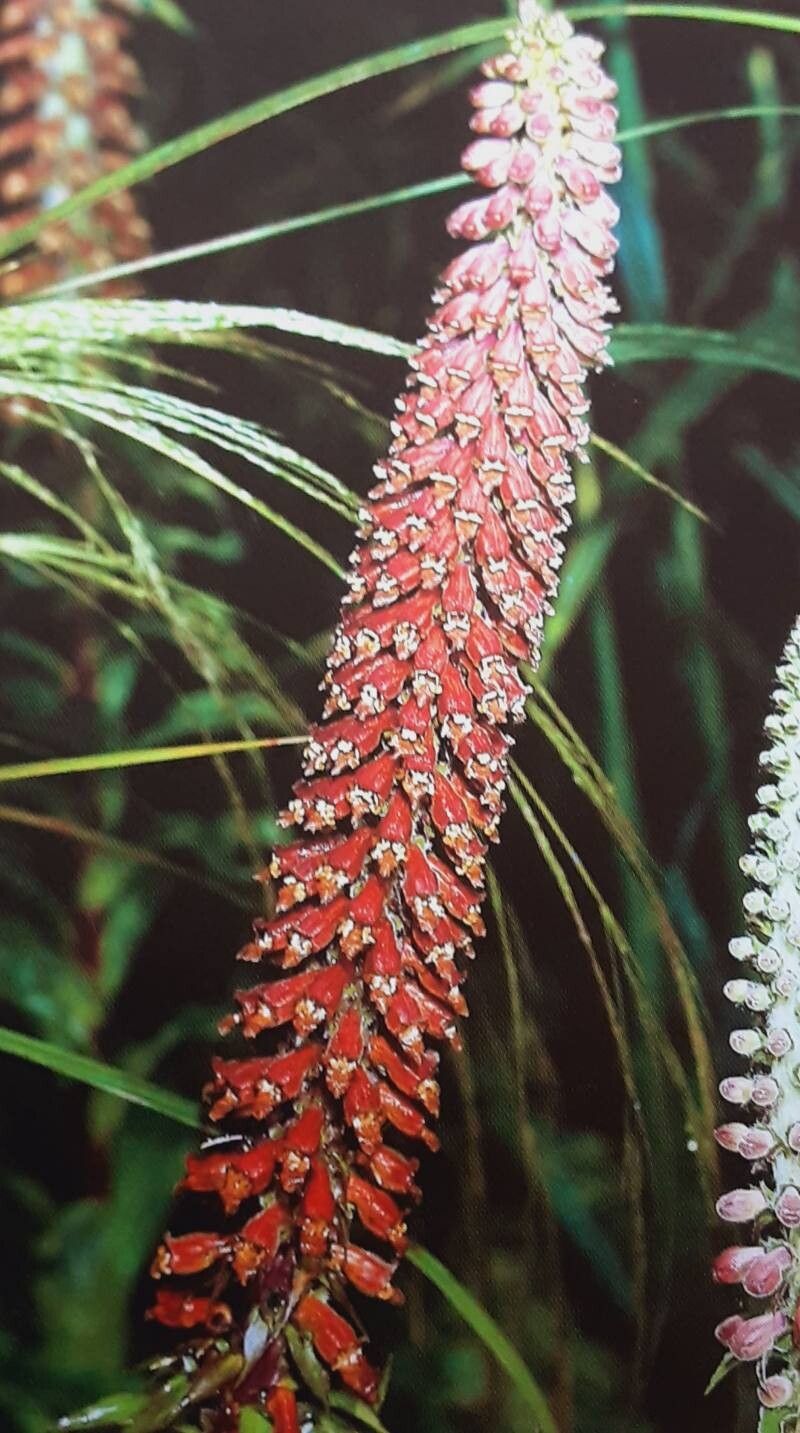 Digitalis parviflora