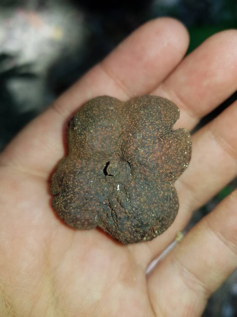 Dilodendron costaricense