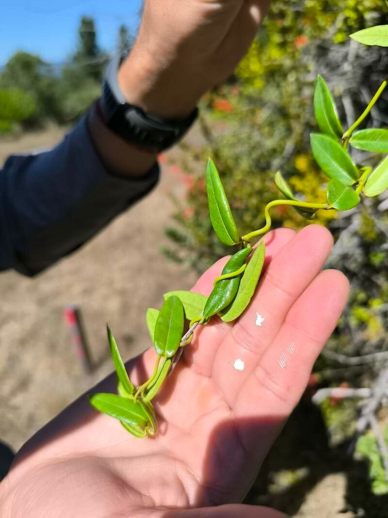 Diplolepis menziesii