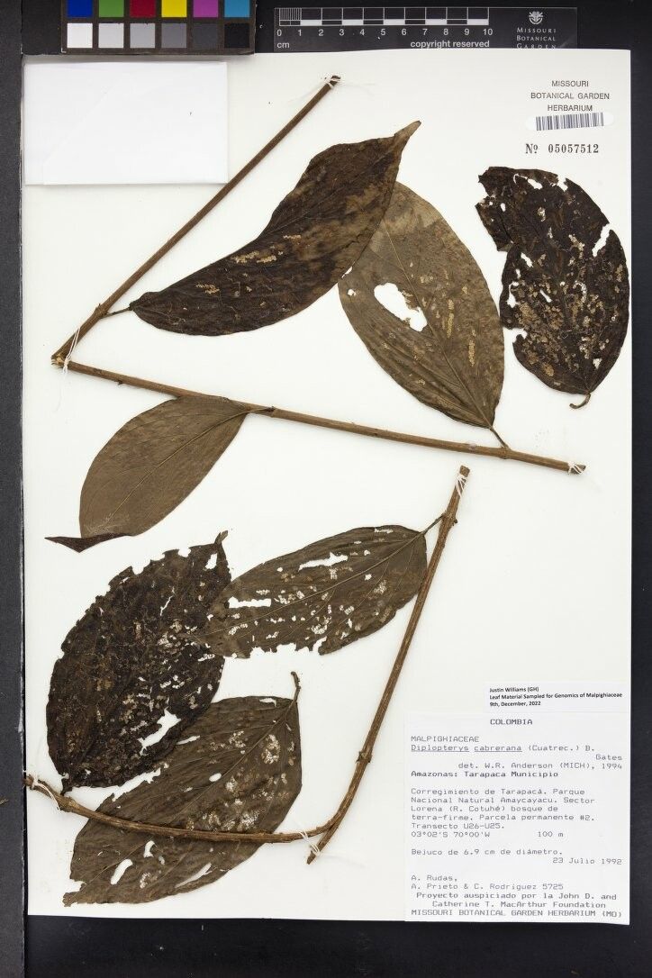 Diplopterys cabrerana