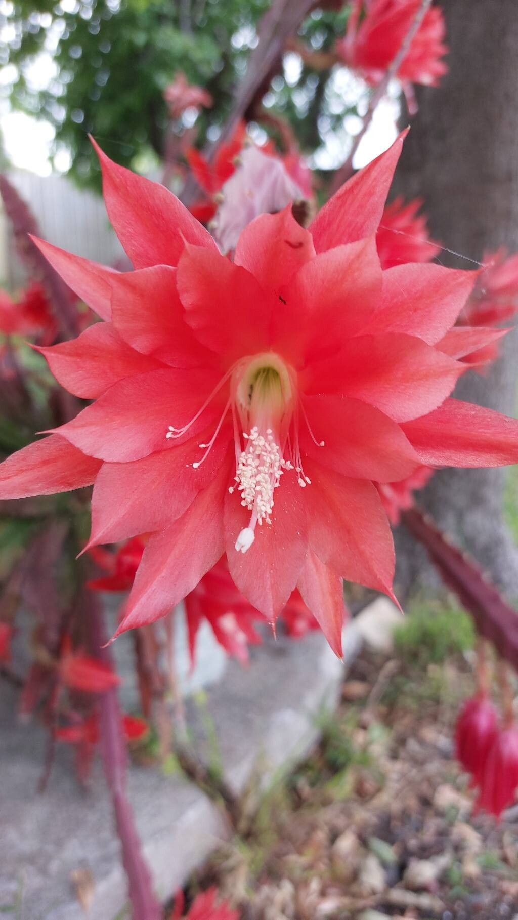 Disocactus ackermannii