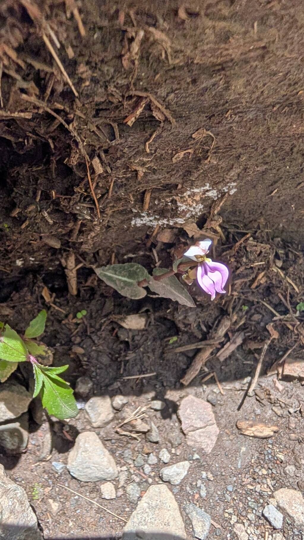 Disperis cordata
