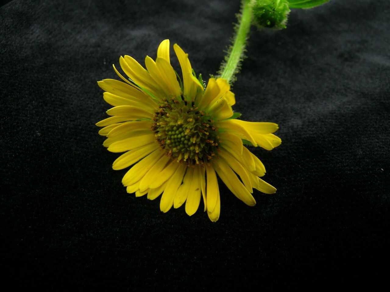 Doronicum kamaonense