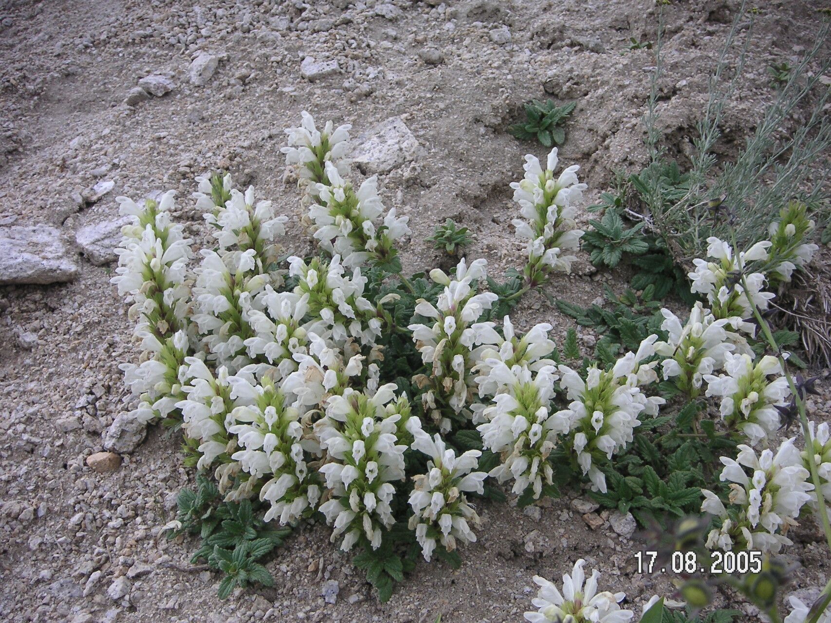 Dracocephalum heterophyllum