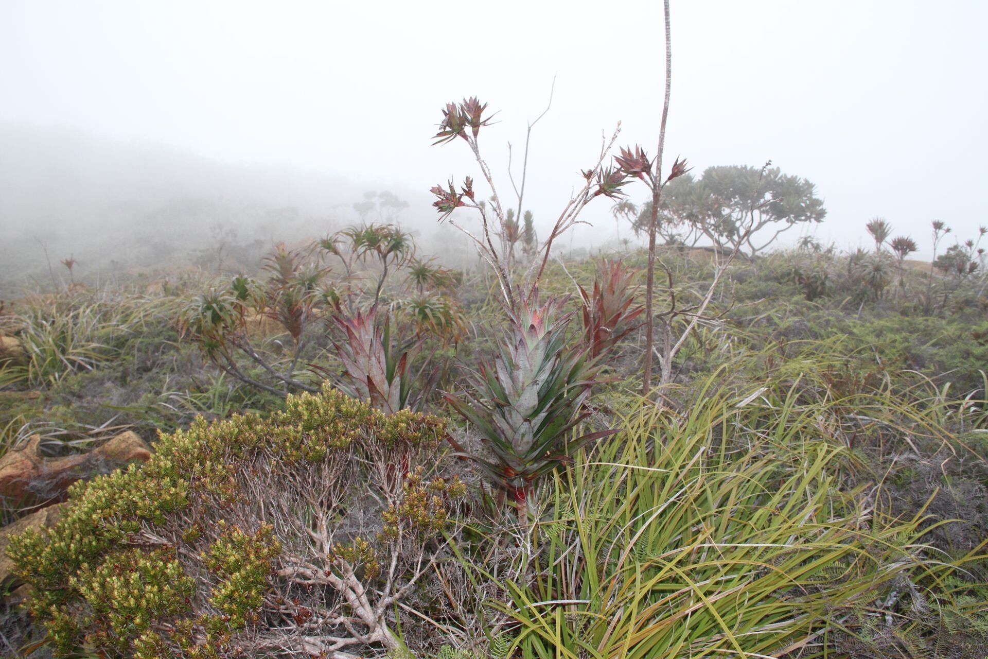 Dracophyllum alticola
