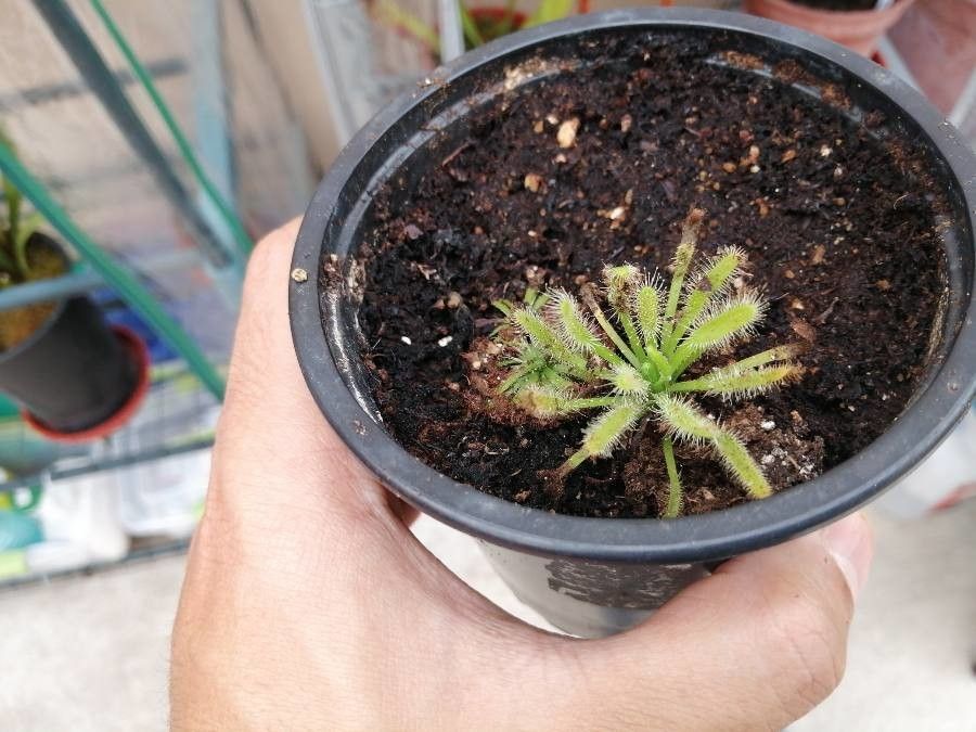 Drosera alba