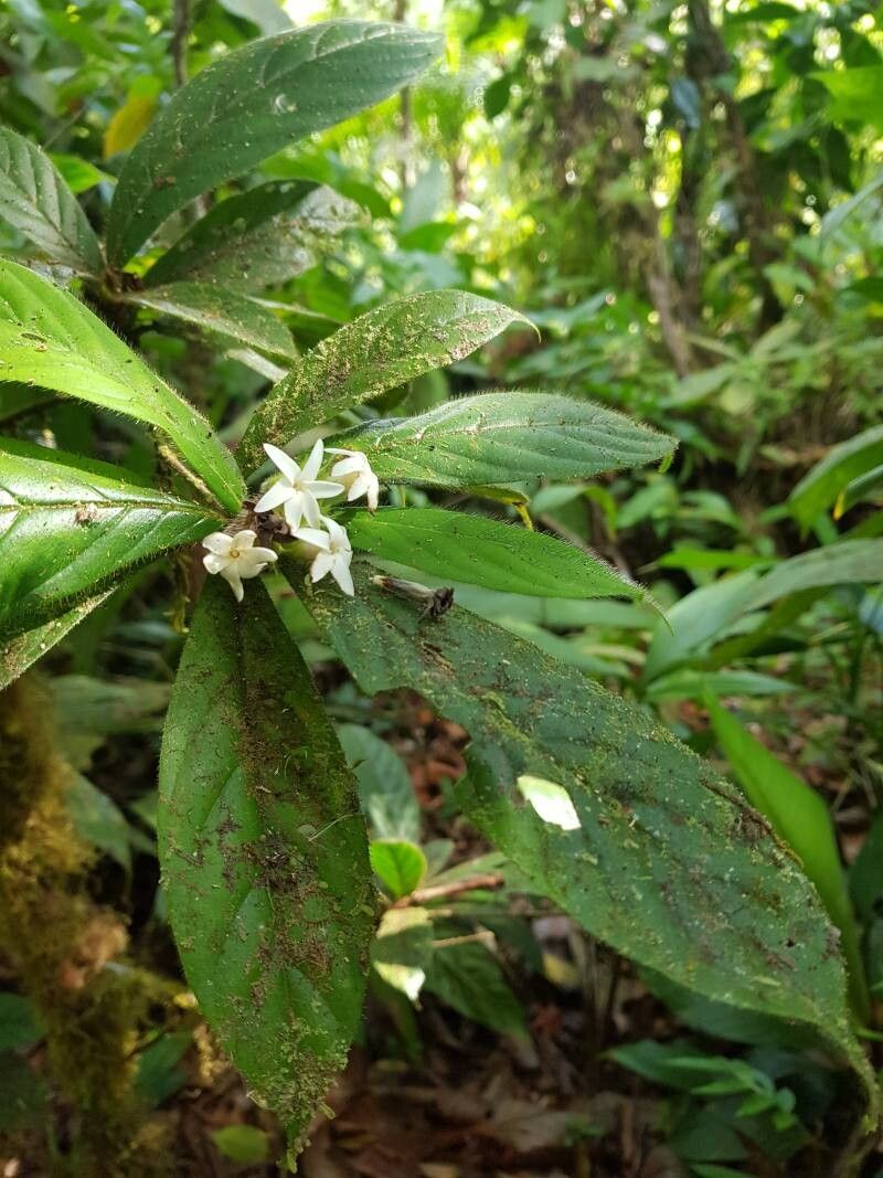 Duroia costaricensis