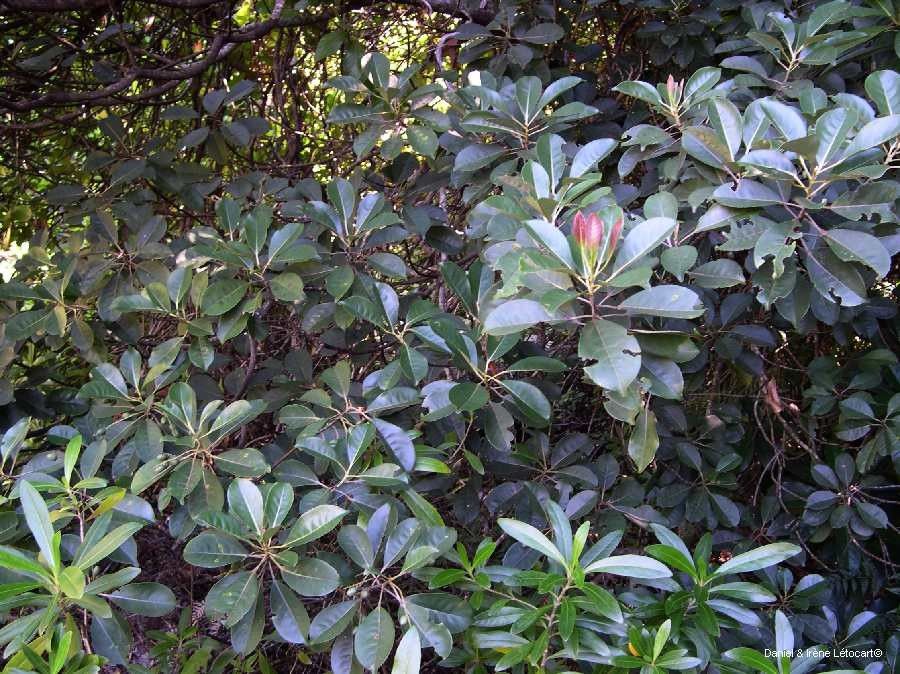Elaeocarpus baudouinii