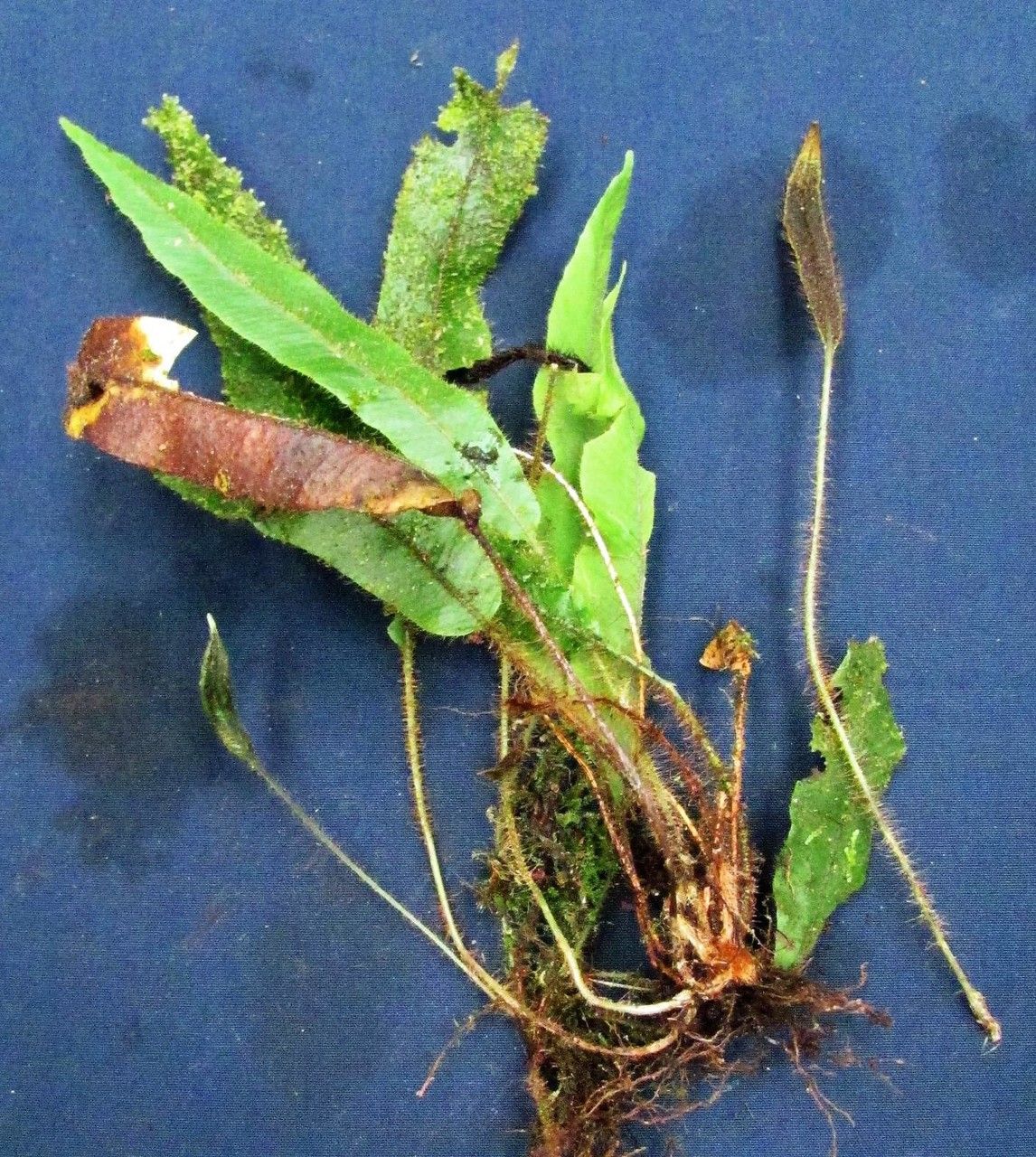 Elaphoglossum lanceiforme