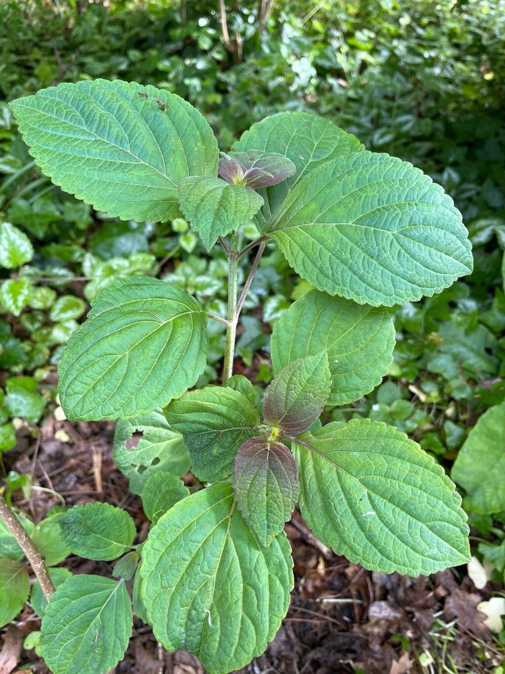 Elsholtzia flava