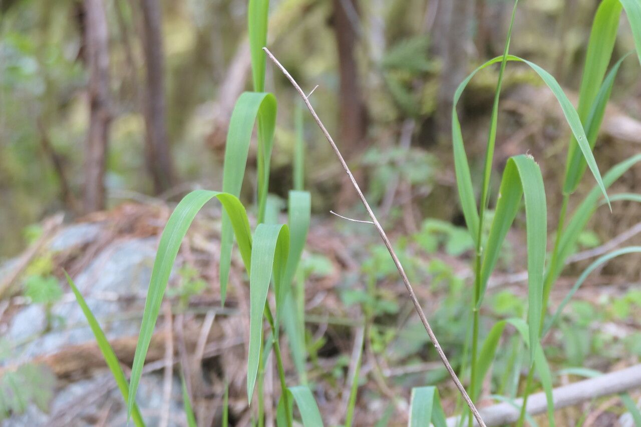 Elymus glaucus
