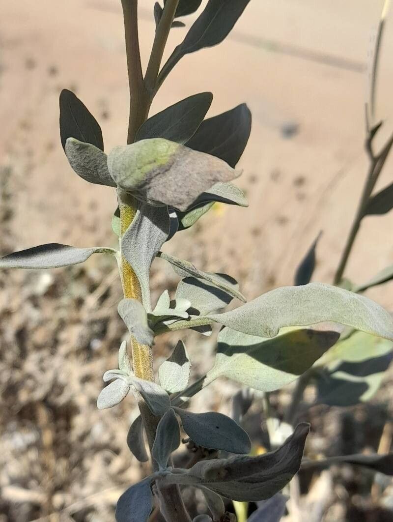 Encelia canescens