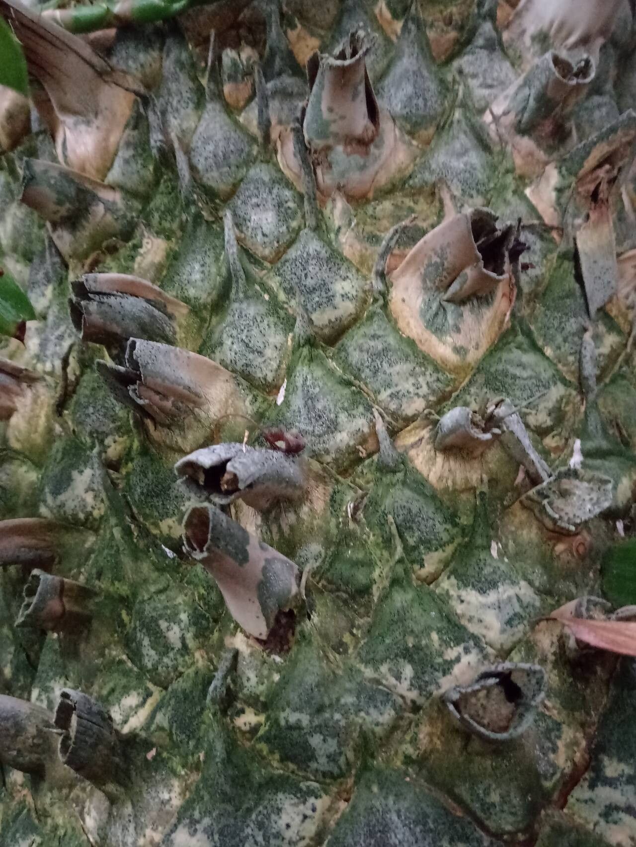 Encephalartos longifolius