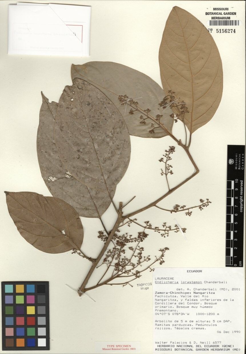 Endlicheria lorastemon