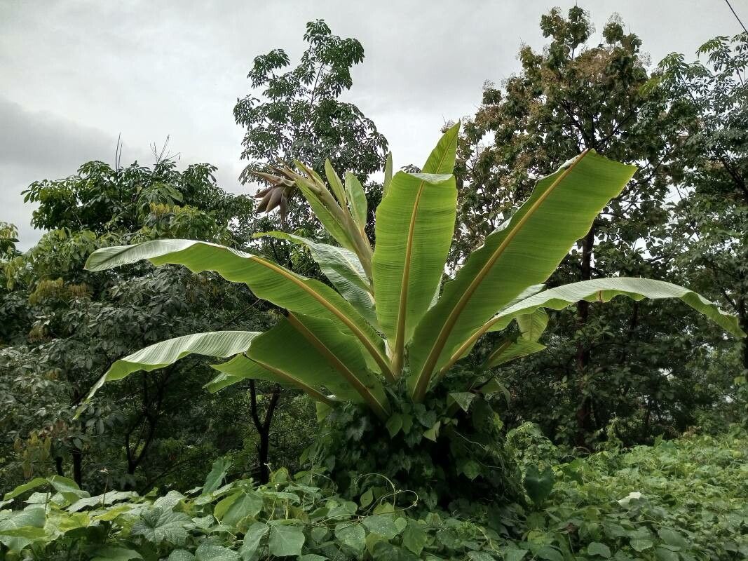 Ensete superbum