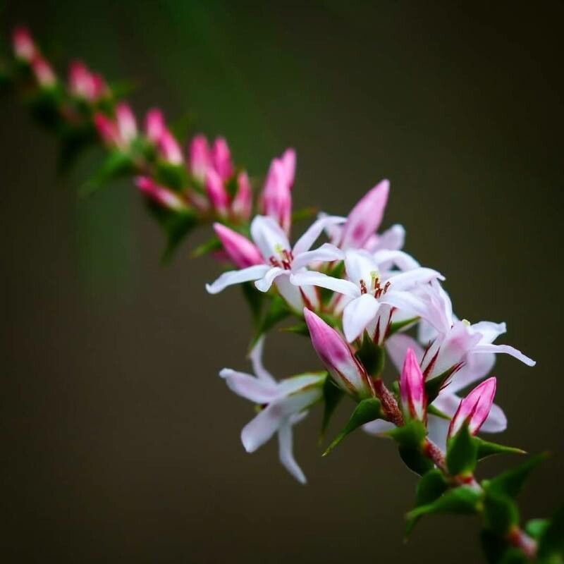 Epacris pulchella