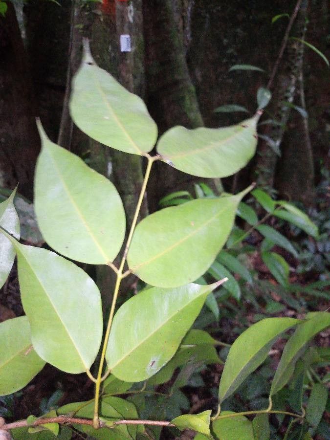 Eperua grandiflora