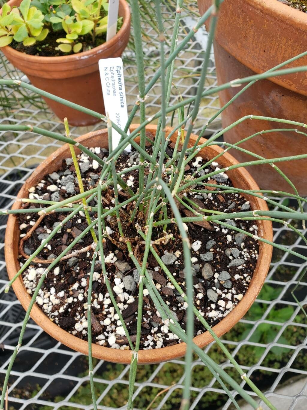 Ephedra sinica