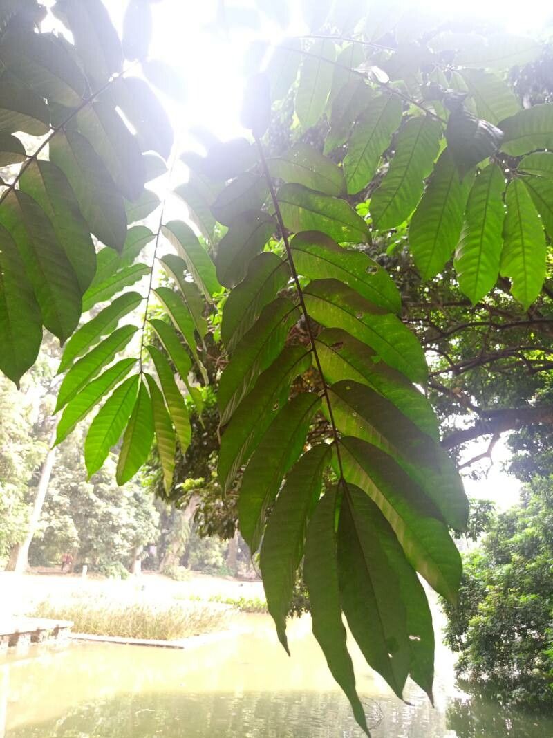 Epicharis densiflora
