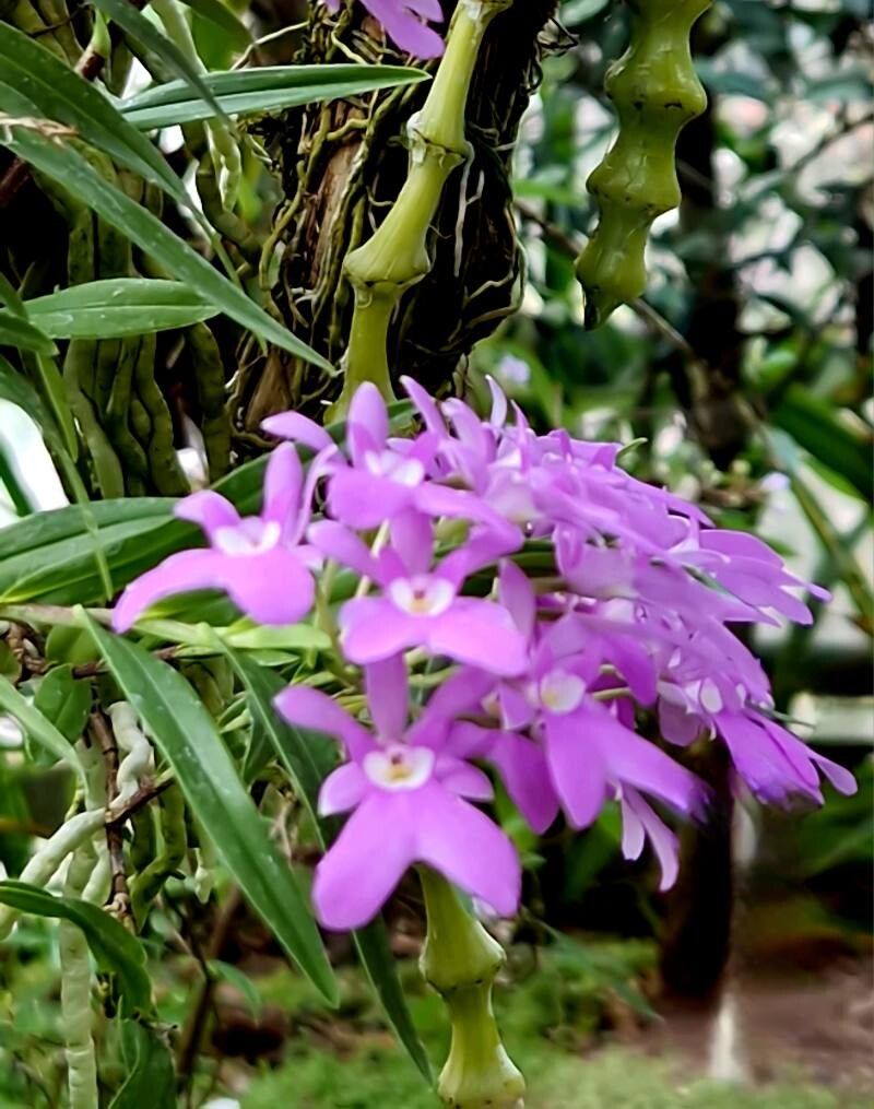 Epidendrum centropetalum