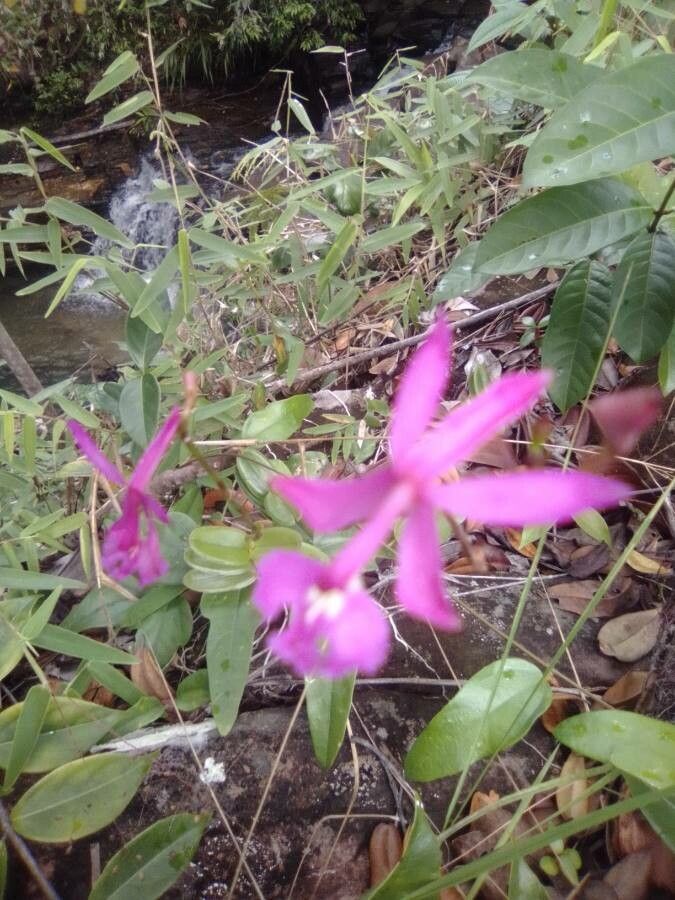 Epidendrum denticulatum
