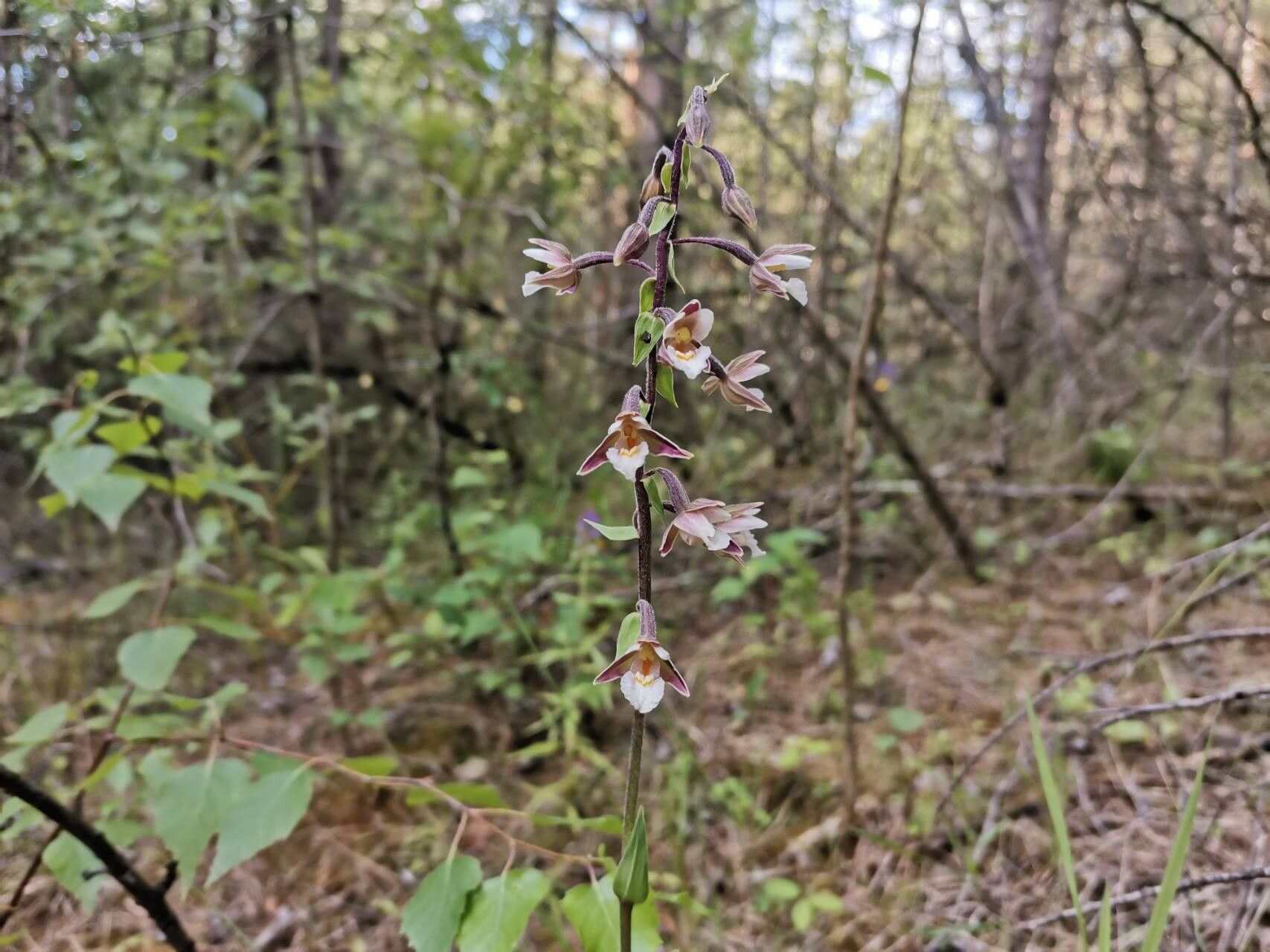 Epipactis palustris