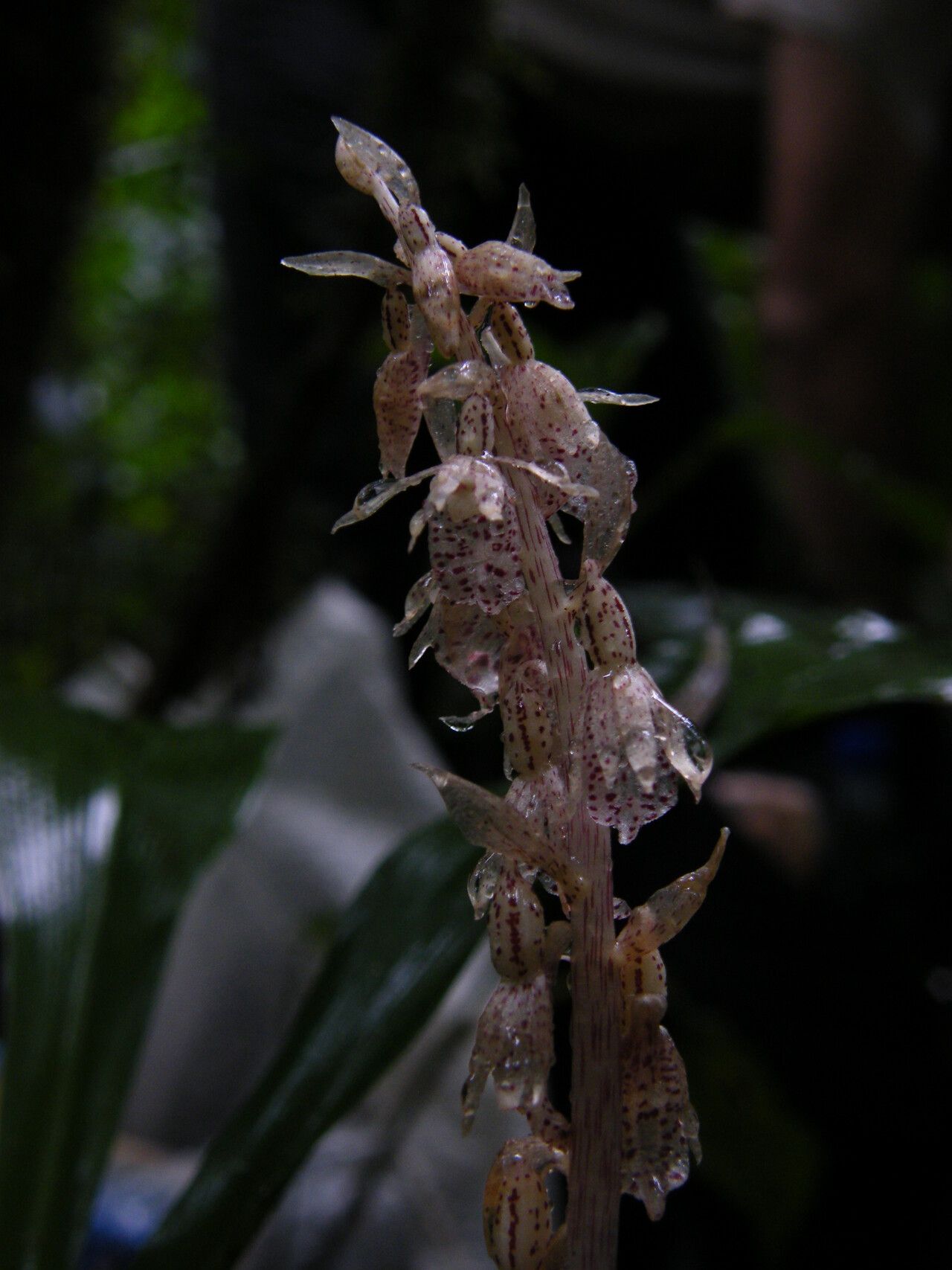 Epipogium roseum