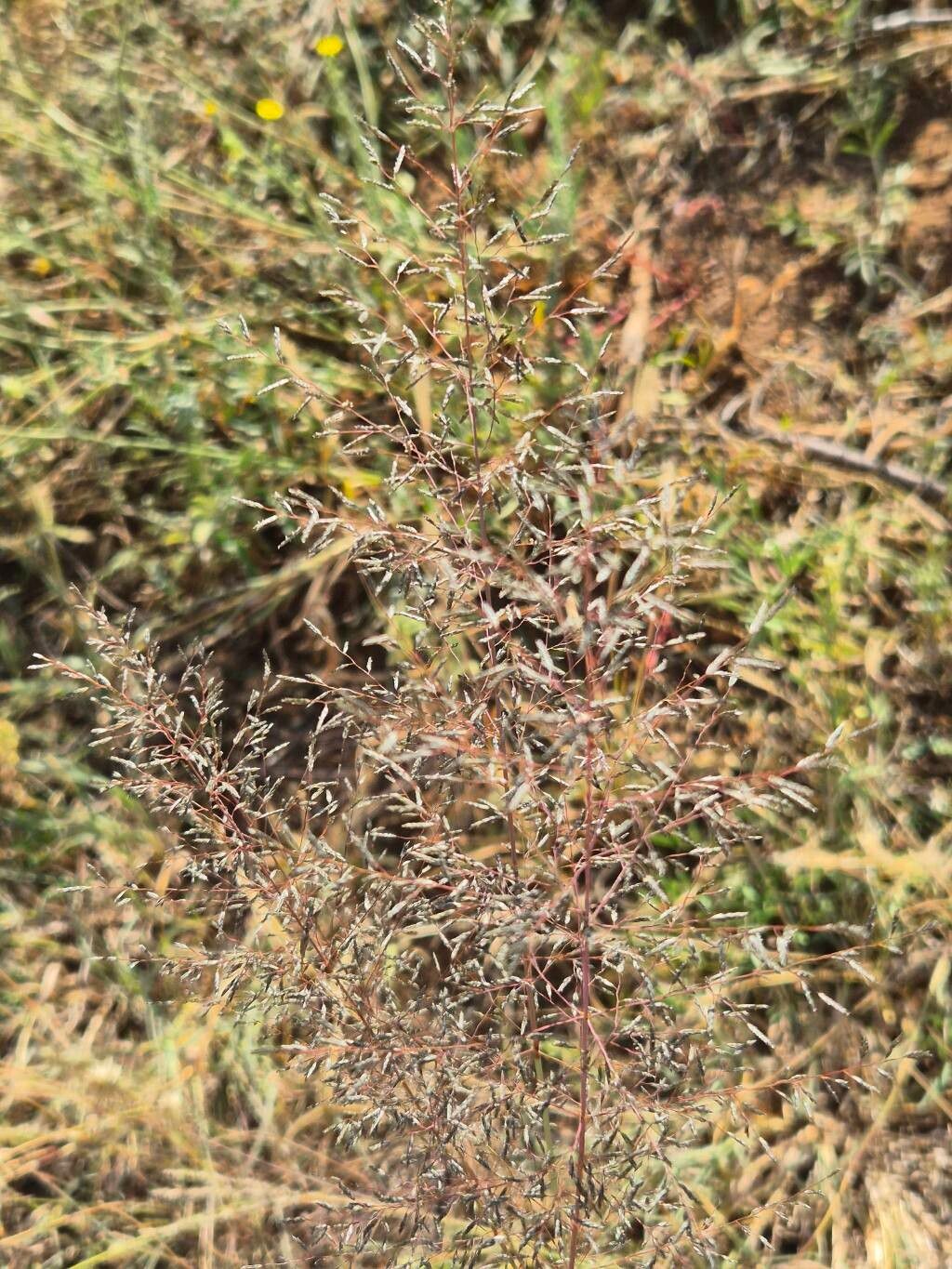 Eragrostis cylindriflora