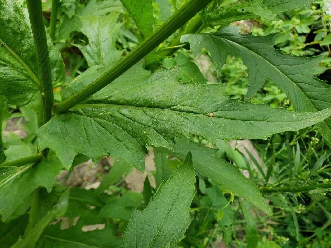 Erechtites hieraciifolius