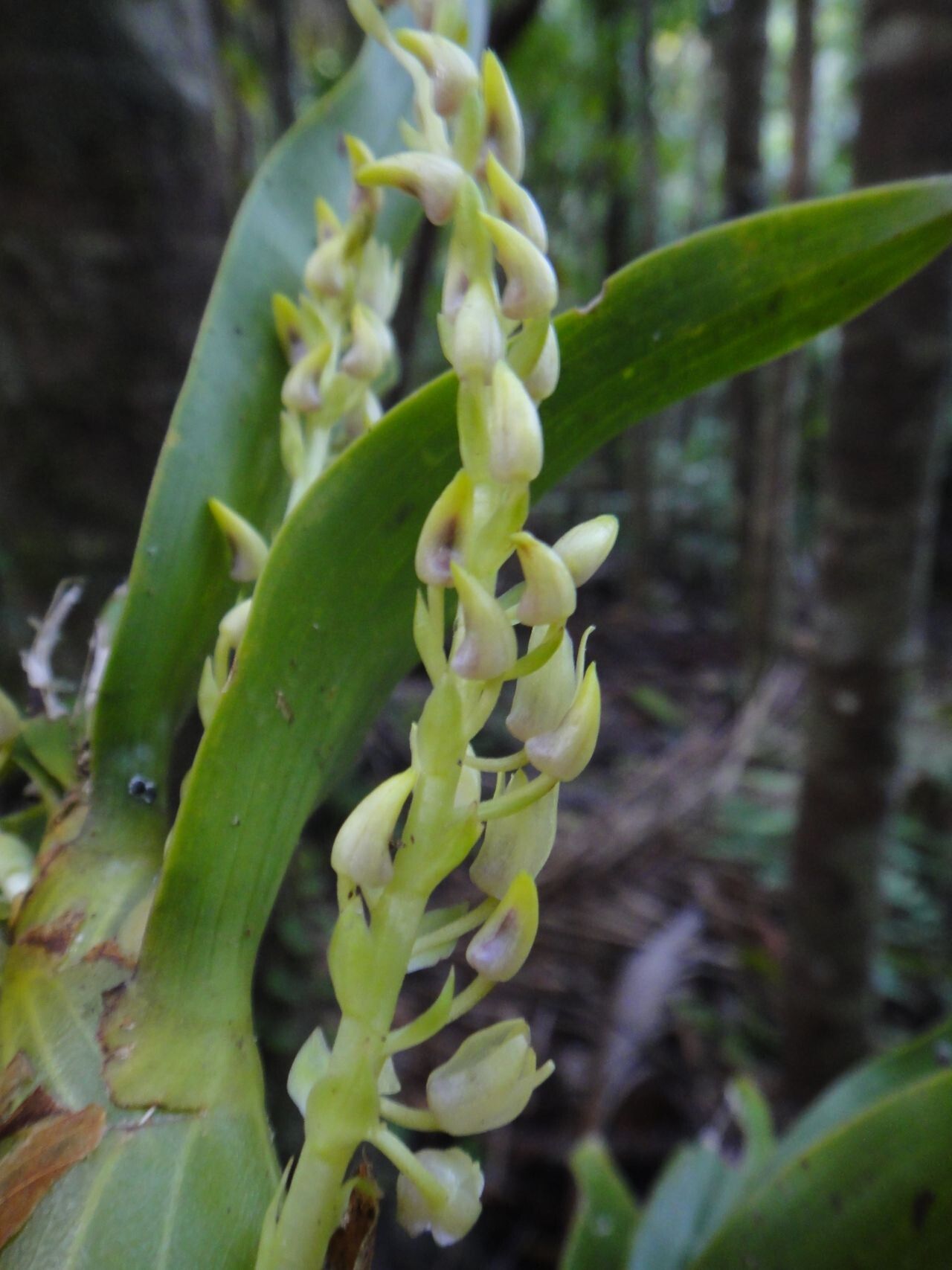 Eria rostriflora