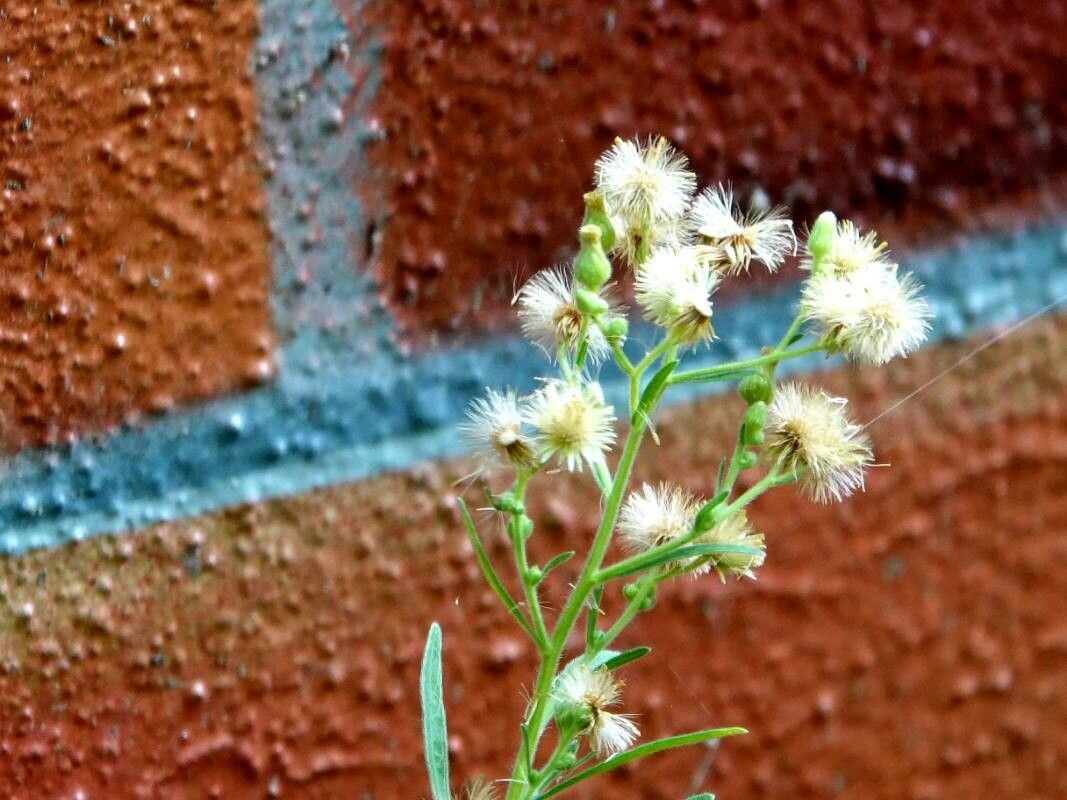 Erigeron bonariensis