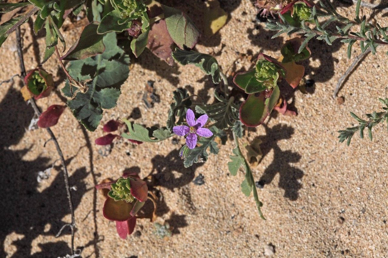 Erodium hesperium