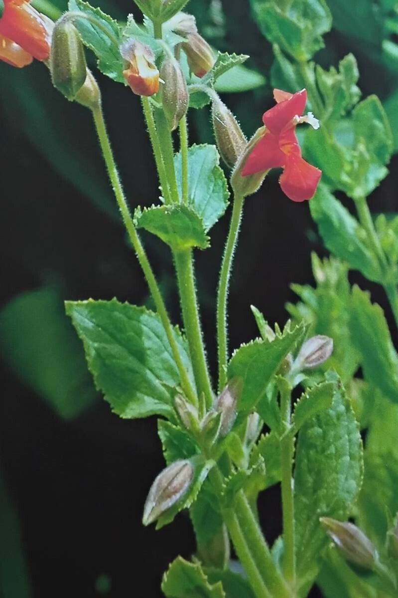 Erythranthe cardinalis