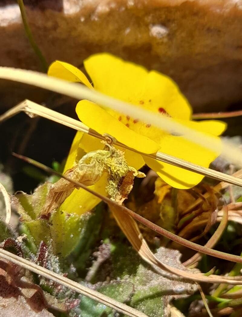 Erythranthe depressa