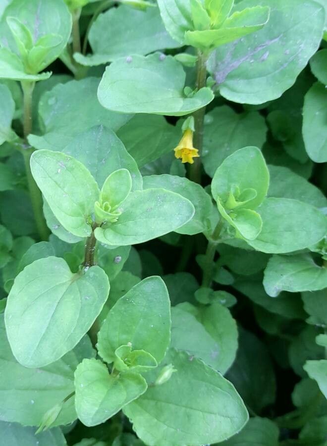 Erythranthe glabrata