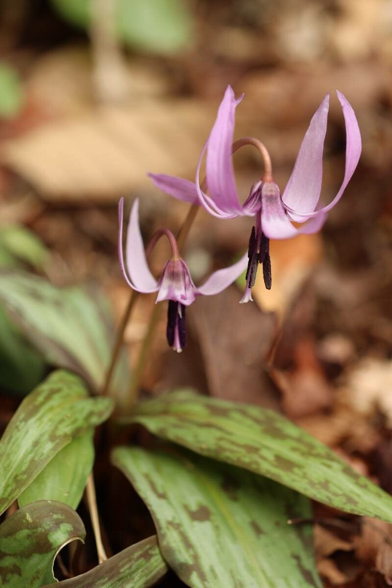 Erythronium japonicum