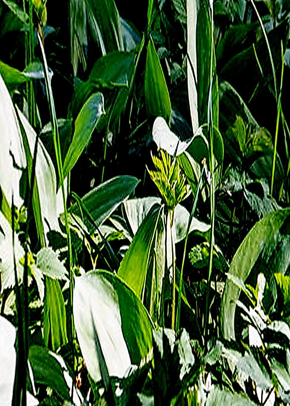 Erythronium sibiricum
