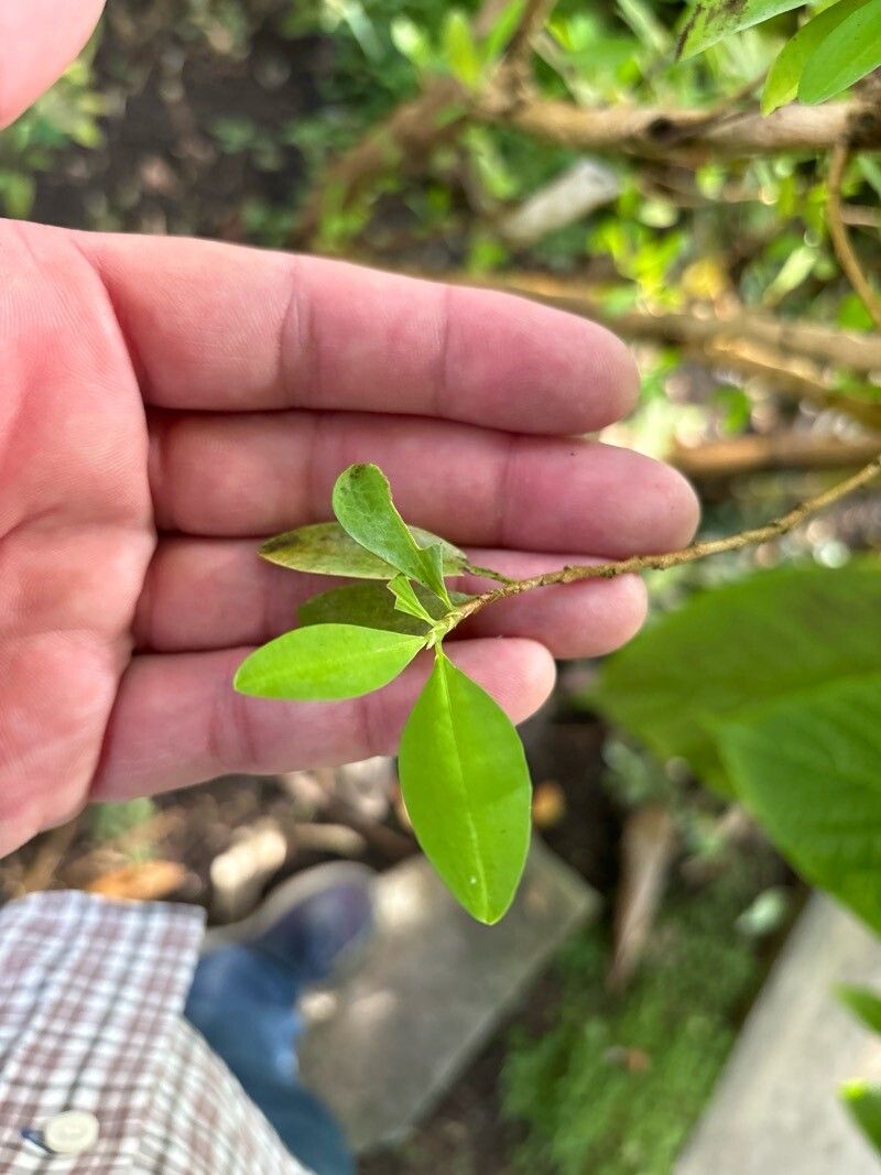 Erythroxylum coca