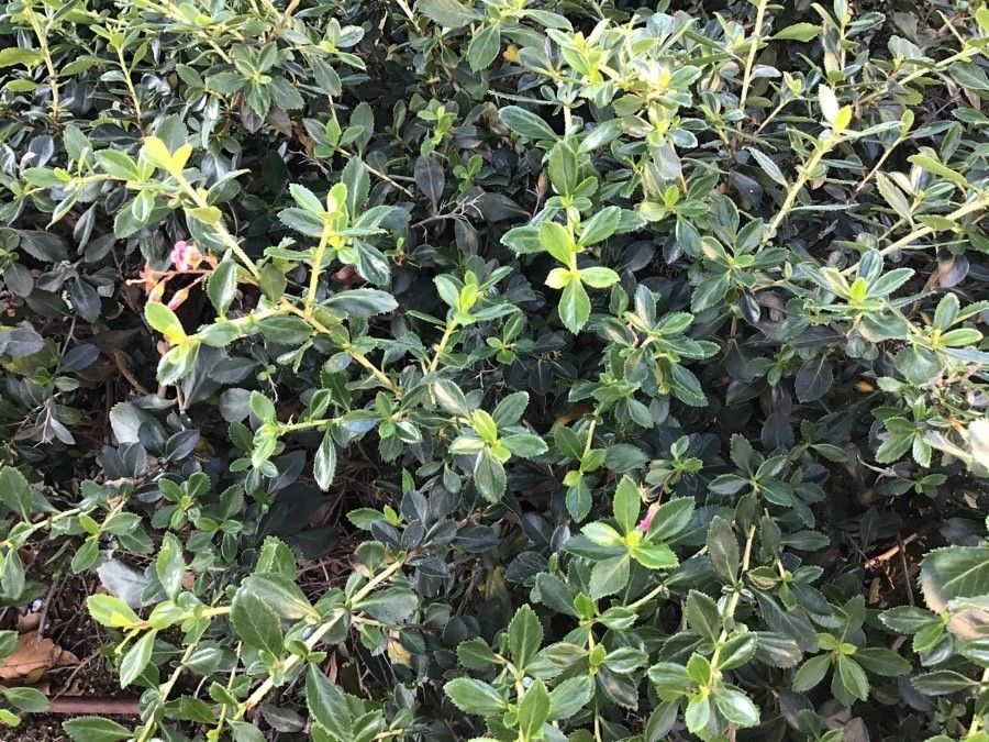 Escallonia micrantha