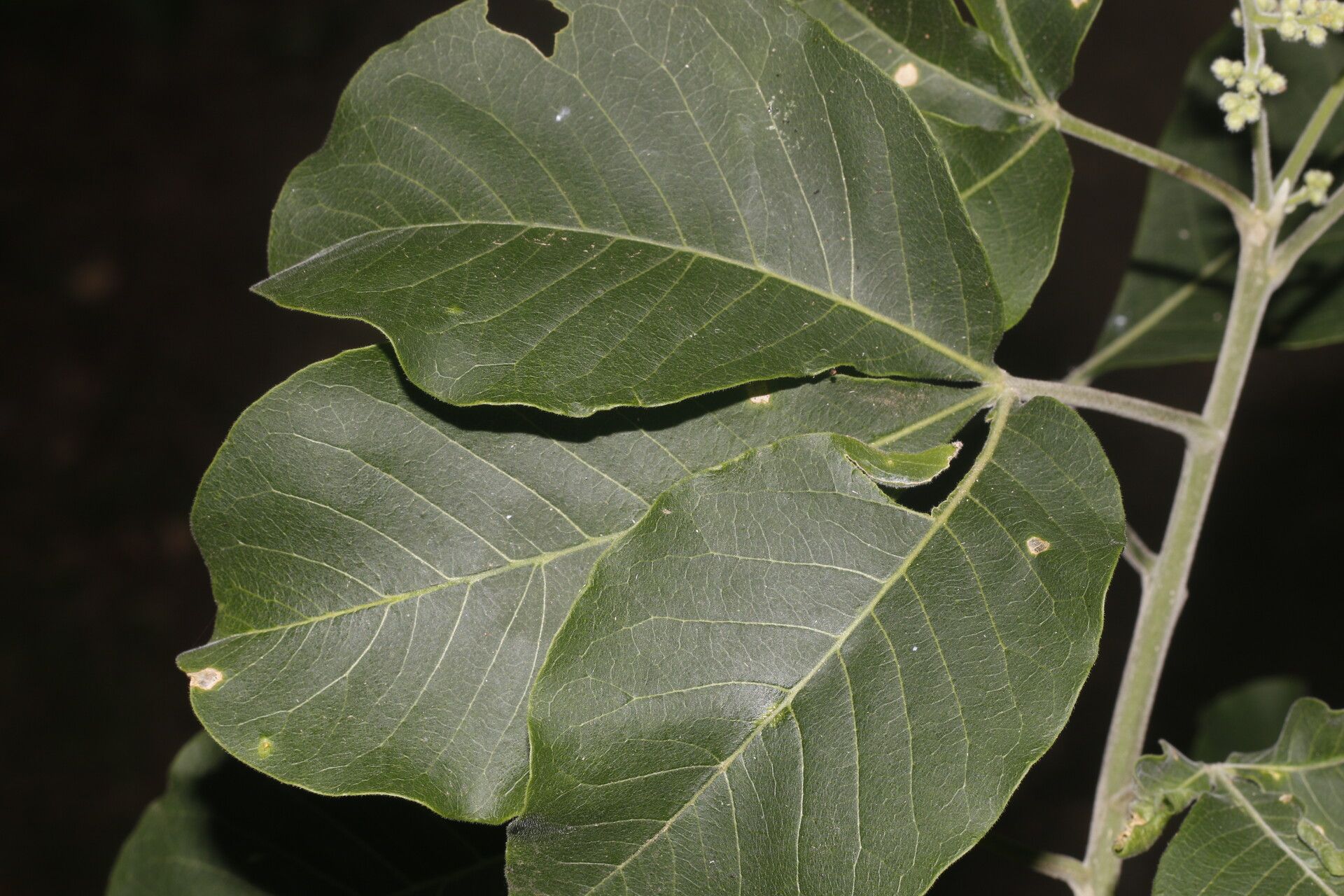 Esenbeckia berlandieri