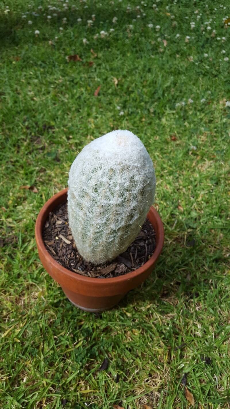 Espostoa melanostele