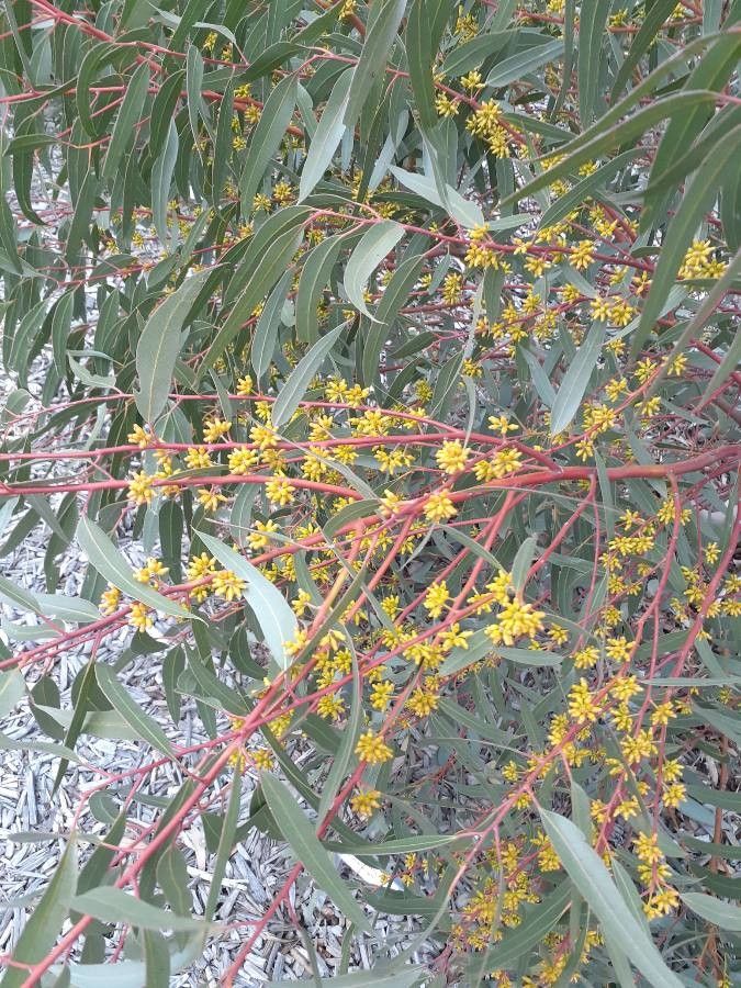 Eucalyptus brockwayi